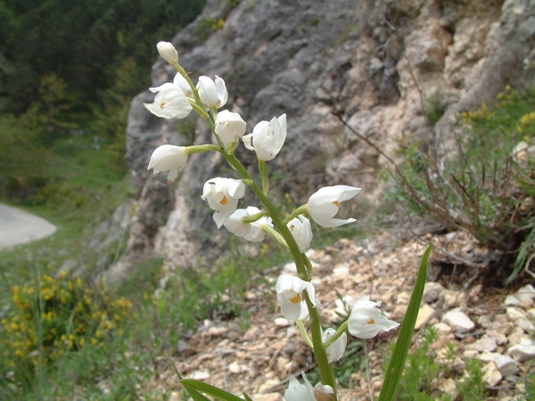 Cephalantera longifolia, C. damasonium